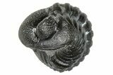 Enrolled Eldredgeops Trilobite Fossil - New York #285644-2